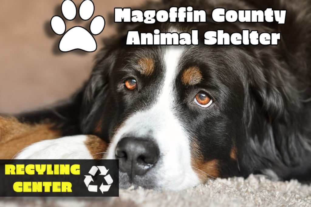 magoffin county animal shelter