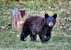 black bear magoffin county kentucky